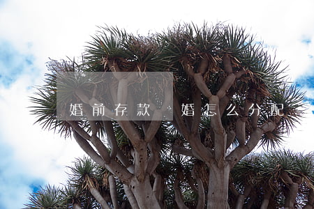 婚前存款離婚怎么分配