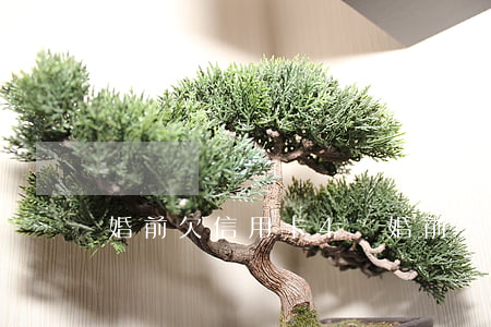 婚前欠信用卡4萬(婚前欠信用卡4萬)