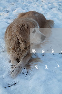 婚前欠信用卡5萬逾期三年怎么辦-婚前欠信用卡5萬逾期三年怎么辦理