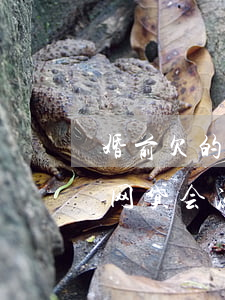 婚前欠的网贷会冻结妻子的账户吗(婚前欠的网贷会冻结妻子的账户吗)