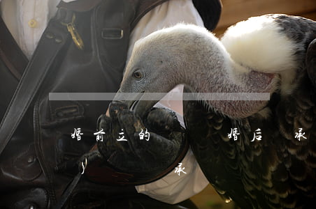 婚前立的遺囑嗎婚后繼承(婚姻法對(duì)遺囑繼承)