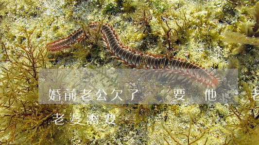婚前老公欠了網貸要幫他還嗎(老公婚前網貸老婆需要還嗎)