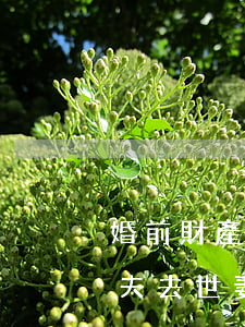 婚前財產(chǎn)丈夫死后怎么繼承(丈夫去世妻子可以繼承丈夫婚前財產(chǎn)嗎)