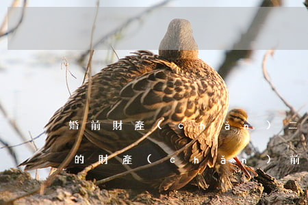 婚前財產(chǎn)二婚怎么繼承(二婚后的財產(chǎn)前子女有繼承權(quán)嗎)