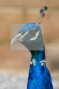 婚前買房可以寫兩個人的名字嗎