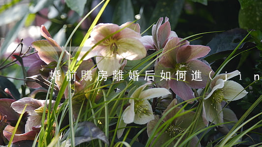 婚前購房，離婚后如何進(jìn)行分配