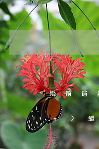 婚前遺產(chǎn)好買嗎(遺產(chǎn)繼承的房子可以買嗎)