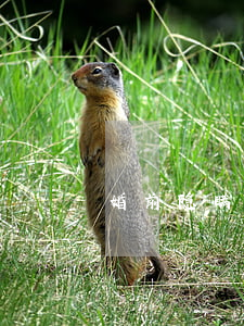 婚前隐瞒重大疾病，婚姻可以撤销吗？