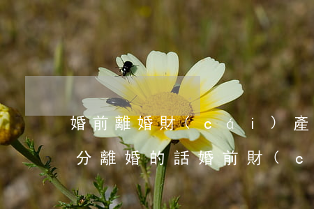 婚前離婚財(cái)產(chǎn)如何分(離婚的話婚前財(cái)產(chǎn)和婚后財(cái)產(chǎn)怎么分)