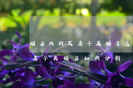 婚后共同买房子离婚了怎么分(婚前一起买的房子,离婚后如何分割)