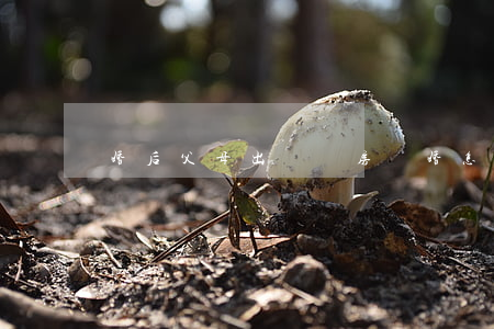 婚后父母出資買房離婚怎么處理