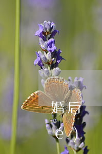 婚后財(cái)產(chǎn)協(xié)議要多少錢(請(qǐng)律師寫婚前財(cái)產(chǎn)協(xié)議多少錢)