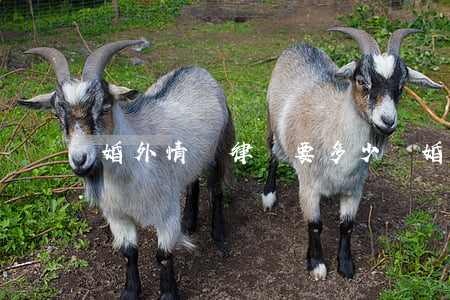 婚外情請律師要多少錢(婚外情法律咨詢)