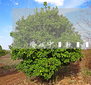 婚姻中貸款車離婚怎么辦