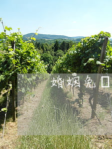 婚姻免費律師(婚姻律師電話咨詢)