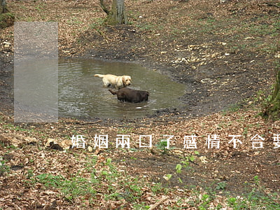 婚姻兩口子感情不合要離婚