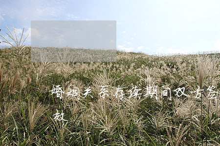 婚姻关系存续期间,双方签订忠诚协议是否有效