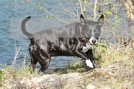 婚姻关系的诉讼可以上诉吗(上诉和诉讼)
