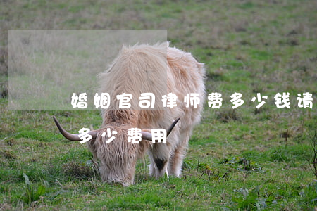 婚姻官司律师费多少钱(请婚姻家庭律师需要多少费用)