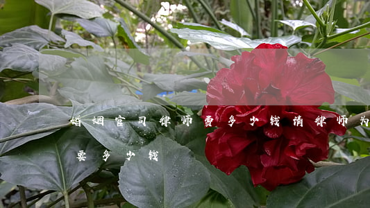 婚姻官司律师费多少钱(请律师为婚姻打官司要多少钱?)