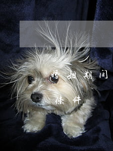 婚姻期间犯诈骗罪后离婚(构成婚姻诈骗罪的条件)
