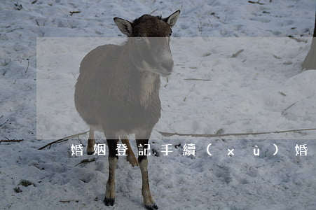 婚姻登記手續(xù)(婚姻登記的流程)