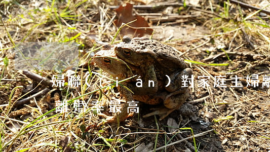 婦聯(lián)對家庭主婦離婚(家庭主婦離婚率最高)