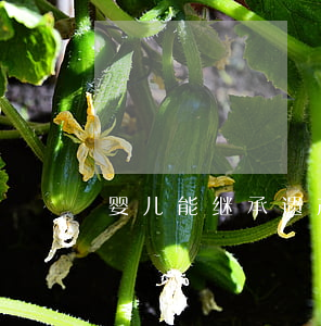 婴儿能继承遗产吗(婴儿能继承遗产吗)