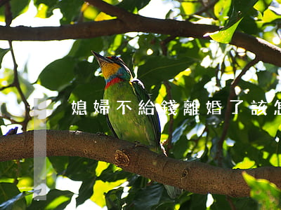 媳婦不給錢離婚了該怎么辦