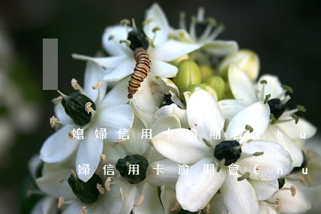 媳婦信用卡逾期會(huì)影響老公嗎(媳婦信用卡逾期會(huì)影響老公嗎)