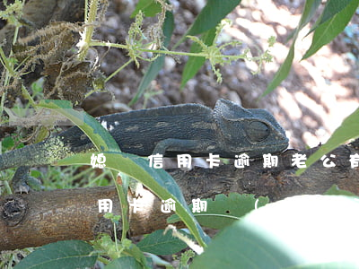 媳婦信用卡逾期老公有責(zé)任嗎(我信用卡逾期會(huì)不會(huì)影響我老公)