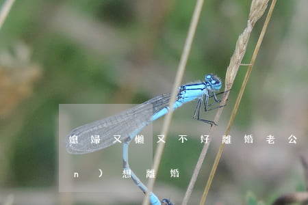 媳婦又懶又不好離婚(老公太懶不上進(jìn)想離婚)