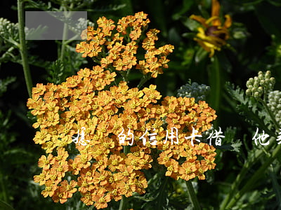 媳婦的信用卡借給他弟透支