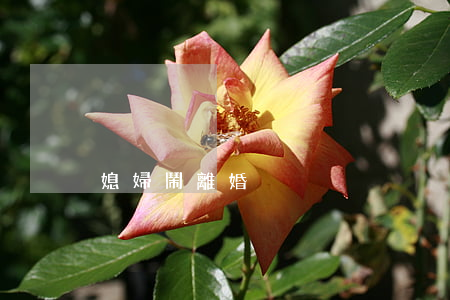 媳婦鬧離婚
