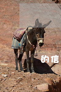 媽的信用卡逾期(我信用卡逾期)