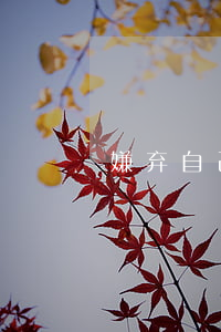 嫌弃自己的老公没本事提出离婚