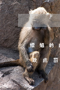 嫖娼的處罰規(guī)定（價格違法行為行政處罰規(guī)定）