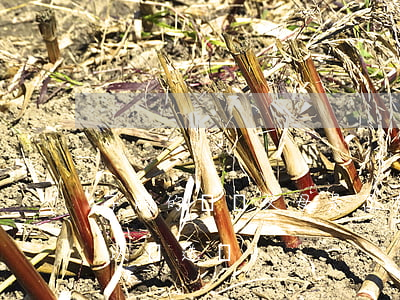 子嗣的遺產父母是否有繼承權（遺產繼承權可以贈送嗎）