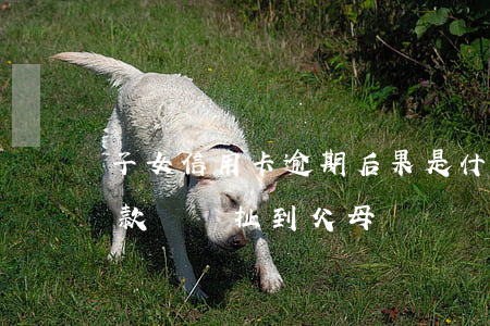 子女信用卡逾期后果是什么(子女的信用卡欠款會牽扯到父母嗎?)