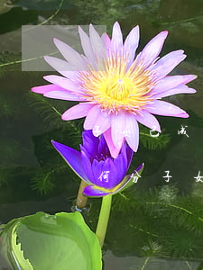 子女己成年夫妻離婚財產(chǎn)再如何分(子女成年父母離婚財產(chǎn)怎么分)