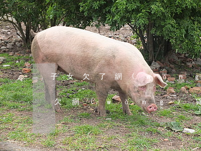 子女欠了網(wǎng)貸父母怎么辦(兒子欠網(wǎng)貸父母受影響嗎)