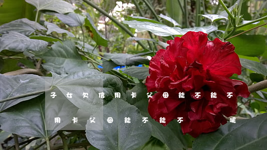 子女欠信用卡父母能不能不幫還-子女欠信用卡父母能不能不幫還呢