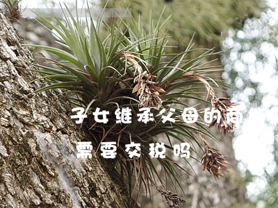 子女继承父母的商铺要交税吗(商铺子女继承需要交税吗)