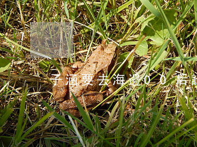 子涵要去海邊00后講述爸媽離婚