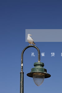 孔雀贷款还不起怎么办