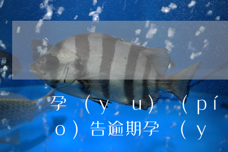 孕優(yōu)評(píng)估報(bào)告逾期(孕優(yōu)評(píng)估報(bào)告逾期)