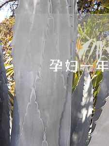 孕妇一年多未上班能开除吗