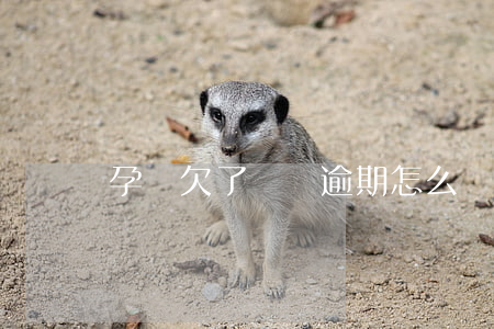 孕婦欠了網貸逾期怎么辦(網貸逾期了)