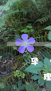 孕婦欠信用卡網(wǎng)貸被起訴怎么處理-孕婦欠網(wǎng)貸被起訴了會怎么樣