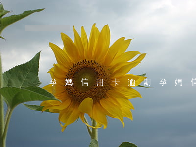 孕媽信用卡逾期（孕媽信用卡逾期）